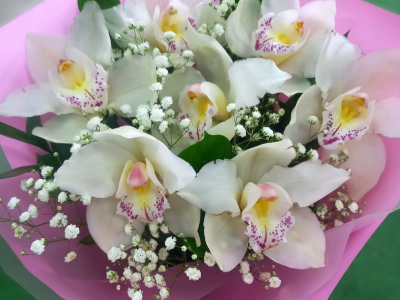 Орхидеи Нежности