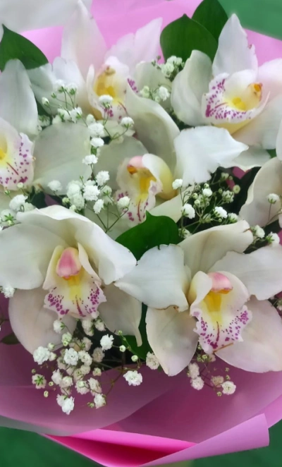 Орхидеи Нежности