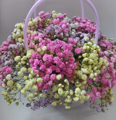 Розовая гипсофила