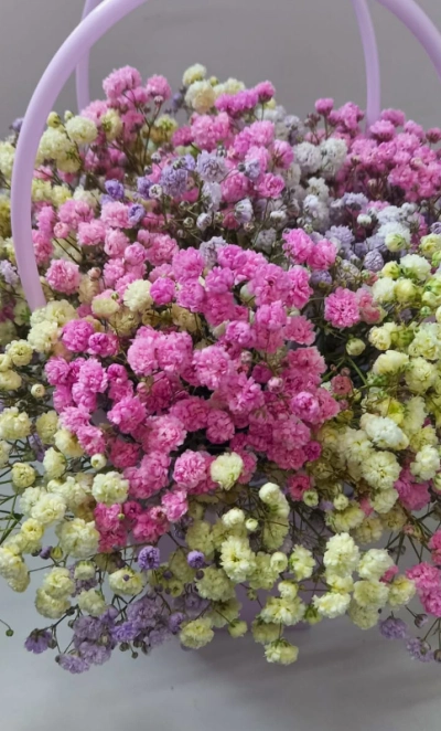 Розовая гипсофила