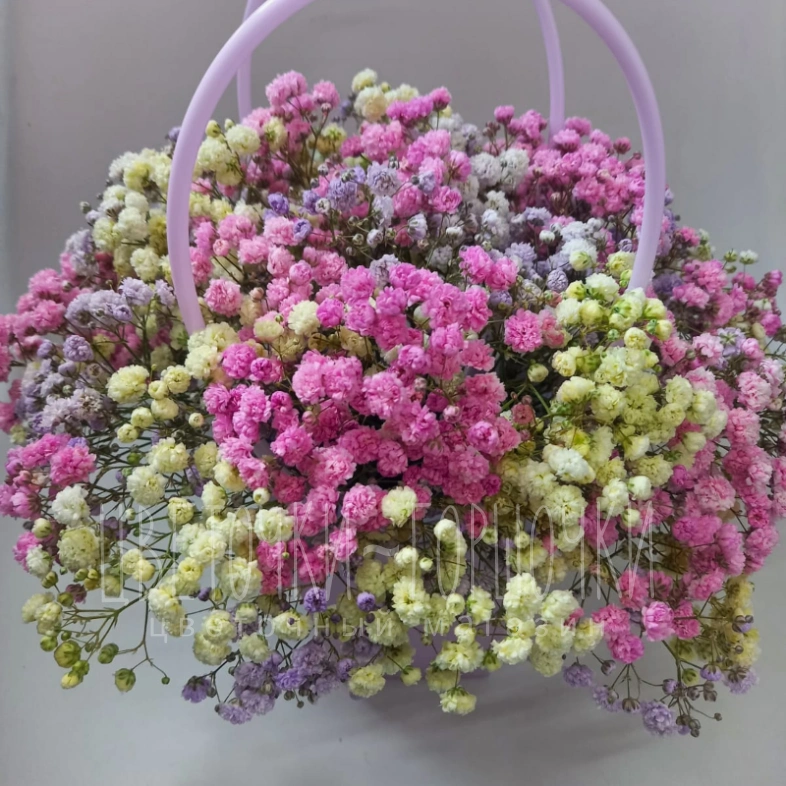 Розовая гипсофила