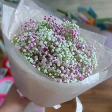 Нежная гипсофила