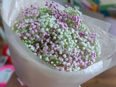 Нежная гипсофила