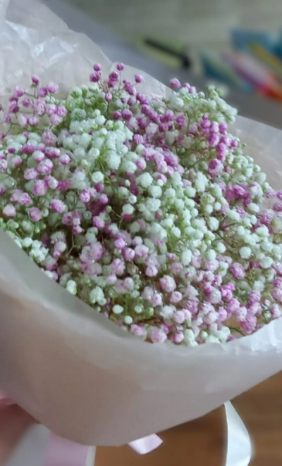 Нежная гипсофила