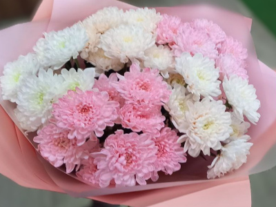 Очаровательные хризантемы