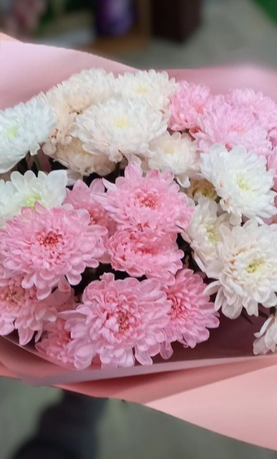 Очаровательные хризантемы