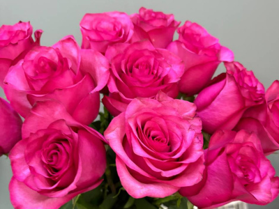 Роза розовая 1шт-300руб