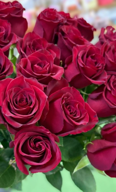 Роза красная-300руб