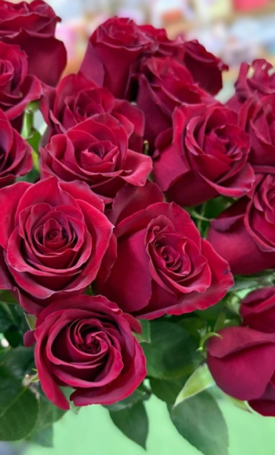 Роза красная-350руб