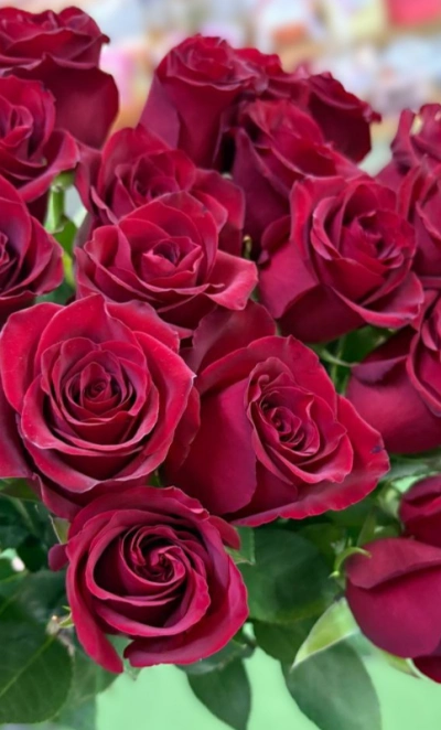 Роза красная 1шт-250руб