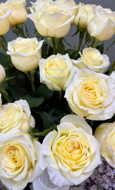 Пионовидная роза 1шт-350руб