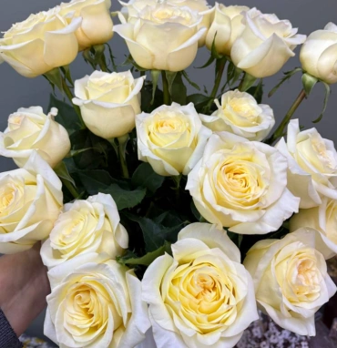 Пионовидная роза 1шт-350руб