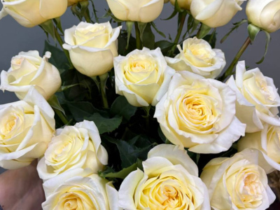 Пионовидная роза 1шт-350руб