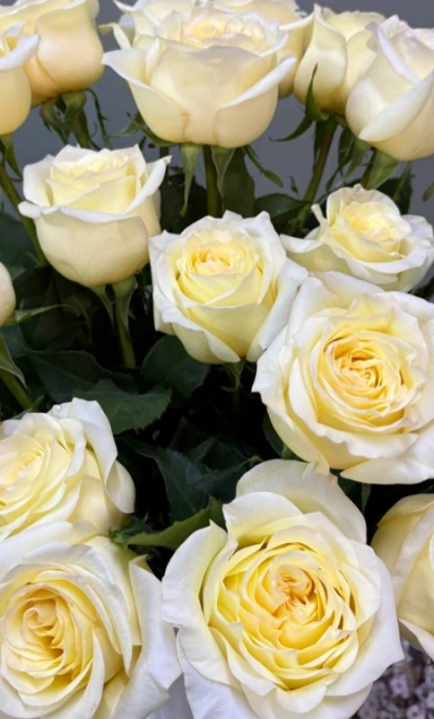 Пионовидная роза 1шт-350руб