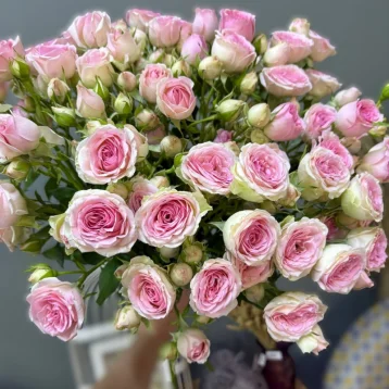 Роза кустовая 1шт-380руб