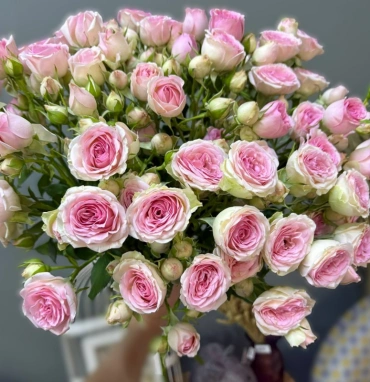 Роза кустовая 1шт-380руб