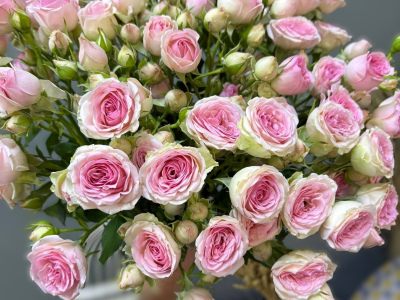 Роза кустовая 1шт-380руб