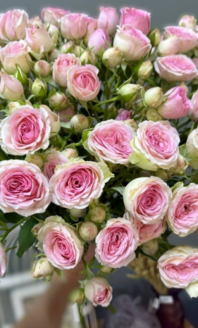 Роза кустовая 1шт-380руб