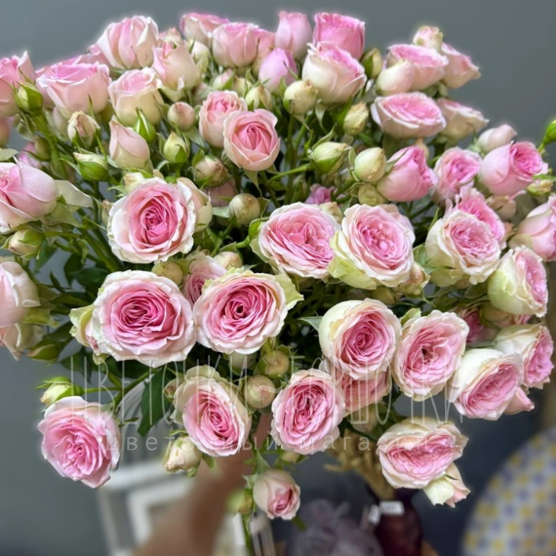 Роза кустовая 1шт-380руб