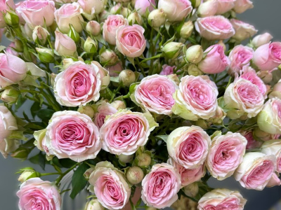 Роза кустовая 1шт-200руб