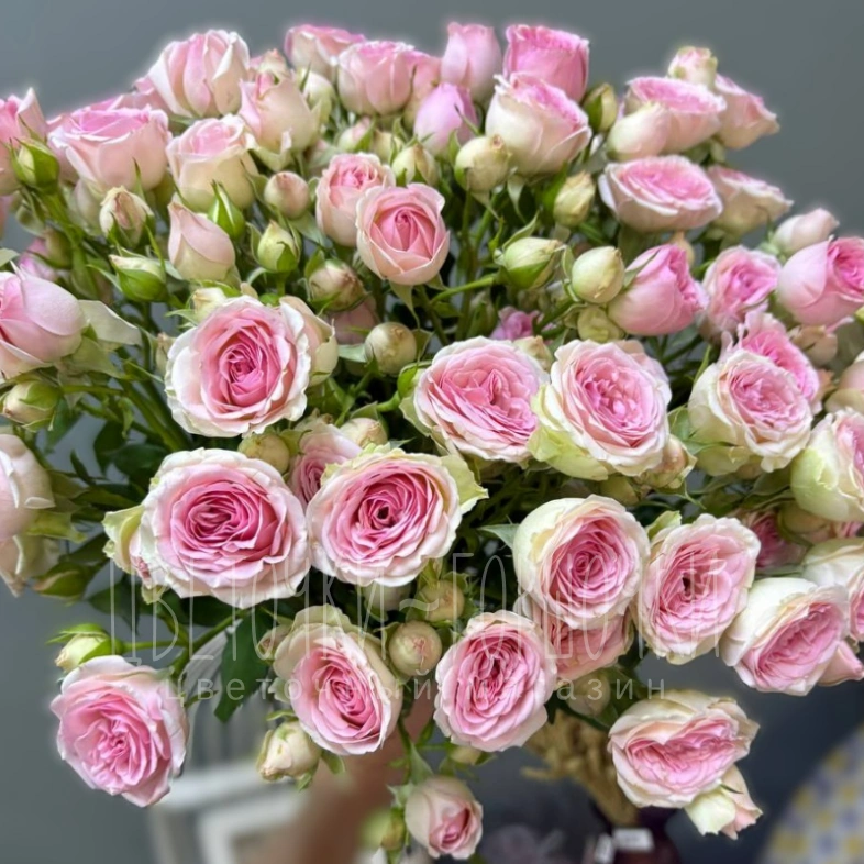 Роза кустовая 1шт-200руб