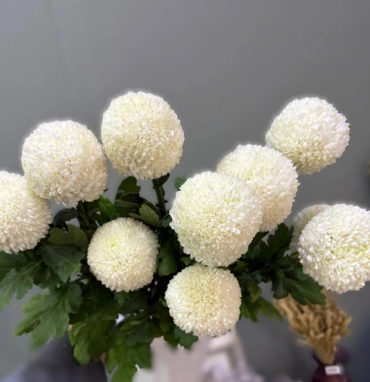 Хризантема Пинг-Понг 1шт-280руб