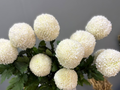 Хризантема Пинг-Понг 1шт-280руб