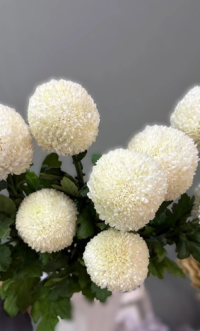 Хризантема Пинг-Понг 1шт-280руб