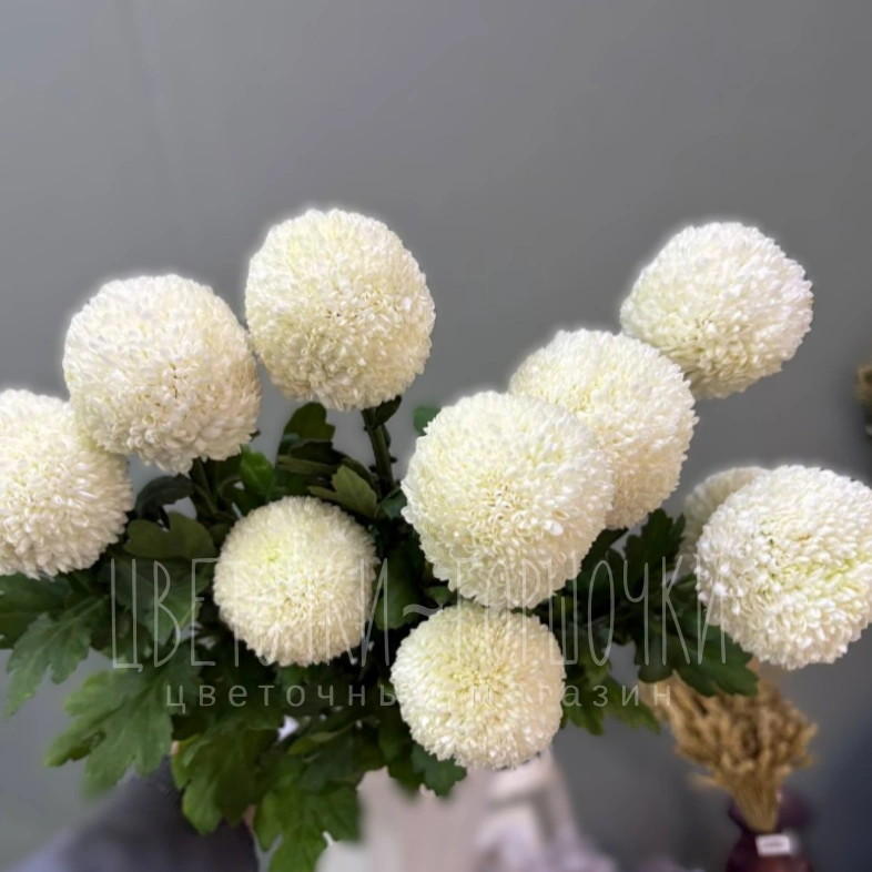 Хризантема Пинг-Понг 1шт-280руб