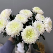 Хризантема одноголовая 1шт-430руб 0