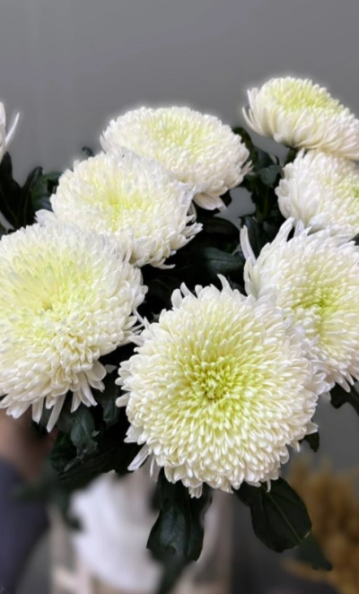 Хризантема одноголовая 1шт-430руб