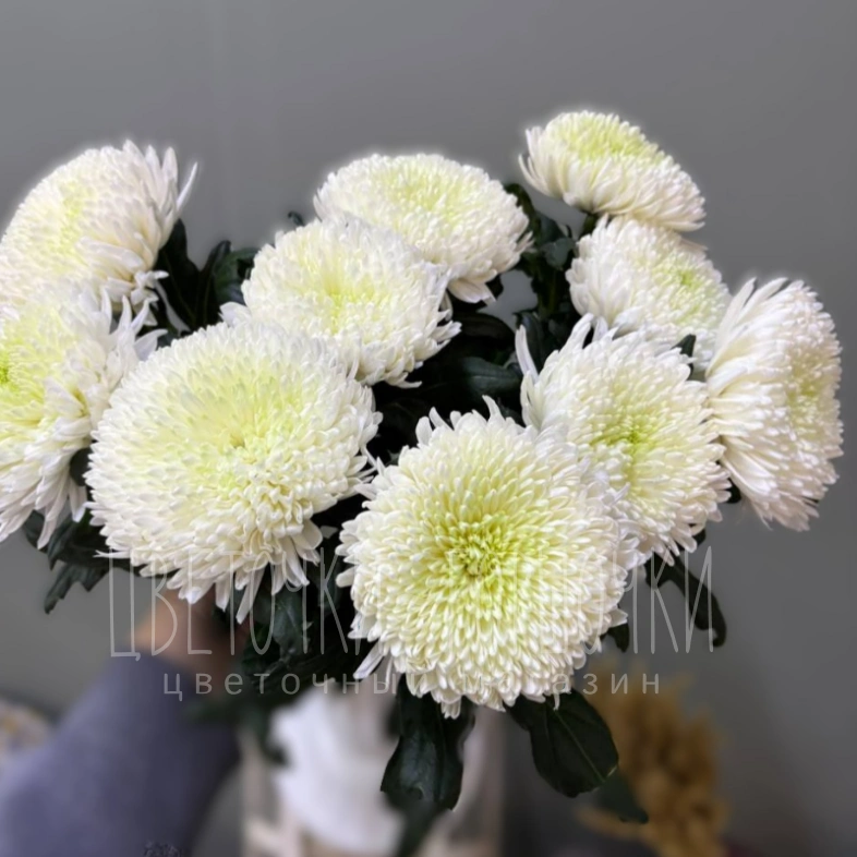 Хризантема одноголовая 1шт-430руб