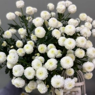 Хризантема Ньютон 1шт-350 0