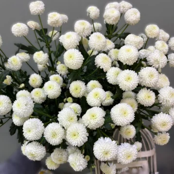 Хризантема Ньютон 1шт-350