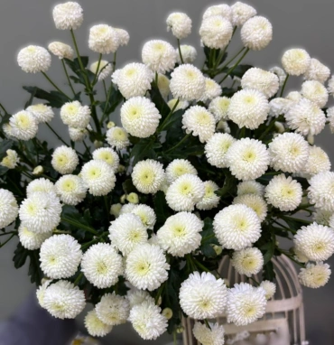 Хризантема Ньютон 1шт-350