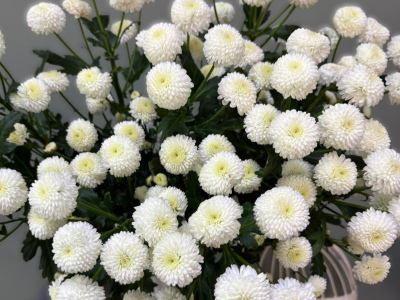 Хризантема Ньютон 1шт-350