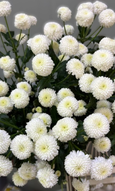 Хризантема Ньютон 1шт-350