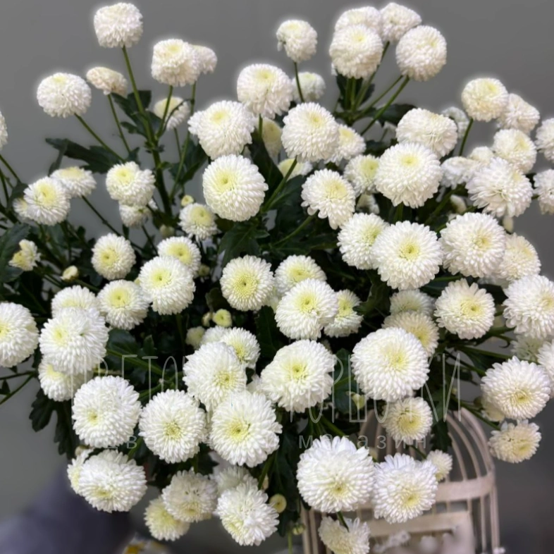 Хризантема Ньютон 1шт-350