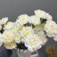 Гвоздика(диантус) 1шт-150руб 0