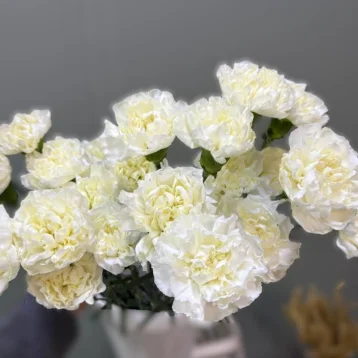 Гвоздика(диантус) 1шт-150руб