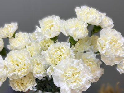 Гвоздика(диантус) 1шт-150руб