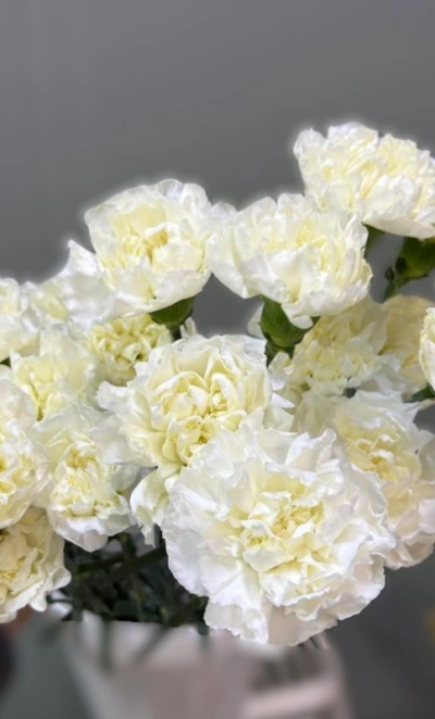 Гвоздика(диантус) 1шт-150руб