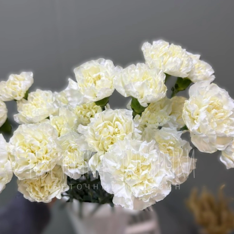 Гвоздика(диантус) 1шт-150руб