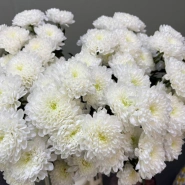 Хризантема белая 1шт-350руб 0