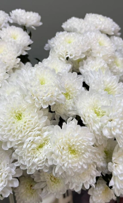 Хризантема белая 1шт-350руб