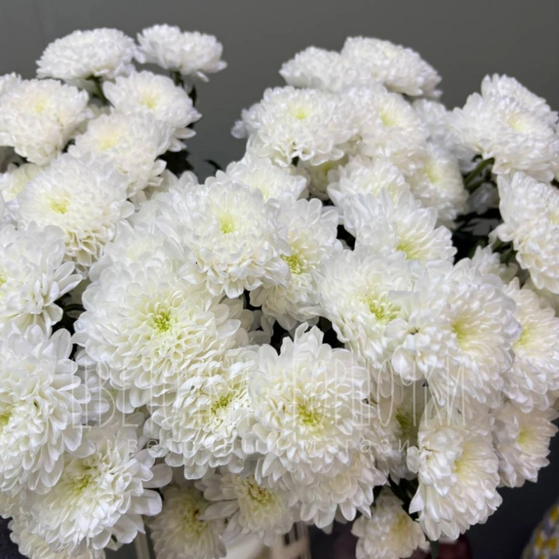 Хризантема белая 1шт-350руб