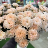 Хризантема мандариновая 1шт-350руб 0