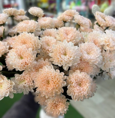 Хризантема мандариновая 1шт-350руб