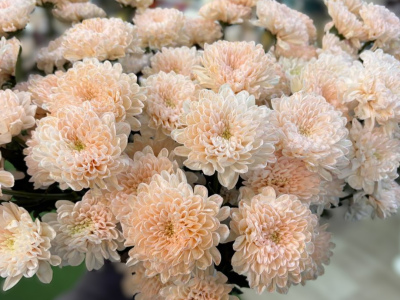 Хризантема мандариновая 1шт-350руб