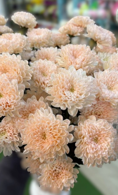 Хризантема мандариновая 1шт-350руб